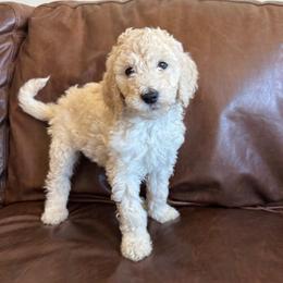 Cookie - Cream female Labradoodle puppy in Kingman, Arizona from The Dood Ranch