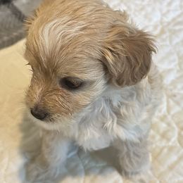 Zoey. - Cream female Poodle puppy in Florence, South Carolina from Karen’s precious poodles and doodles