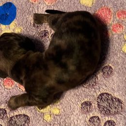 No.5 chocolate Dapple - Dapple male Dachshund puppy in Martinsville, Indiana from Witchy Woman’s Wiener’s