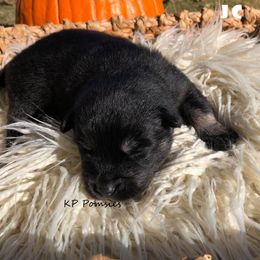 Pomsky Puppies from KP Pomskies LLC