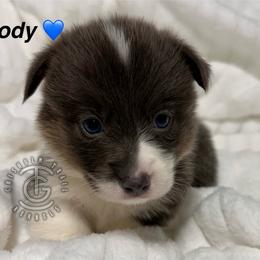 Cody - Gray and white male American Corgi puppy in Hico, Texas from Chisholm Trail Kennels