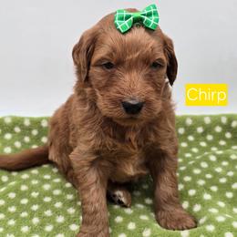 Chirp - Red  female Goldendoodle puppy in Neillsville, Wisconsin from Granton Creek
