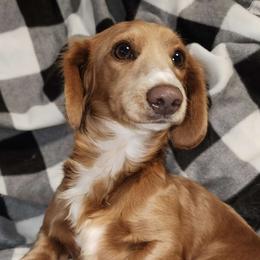 Anna - Dachshund