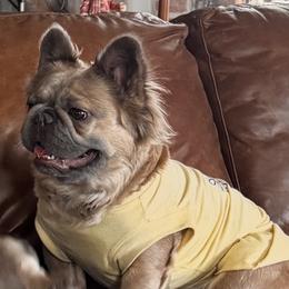 Ivannah - French Bulldog