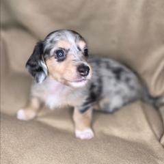 Harry - Dapple male Dachshund puppy in Tucson, Arizona from Crowned Doxies