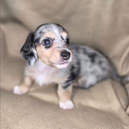 Harry - Dapple male Dachshund puppy in Tucson, Arizona from Crowned Doxies