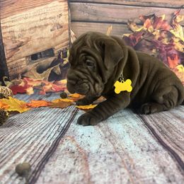 Chinese Shar-Pei and Companion Cross Puppies from Mini Hippo Land
