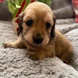 Puppy 4 - Cream male Dachshund puppy in Perryville, Maryland from Heavenly Heritage Dachshunds and Doods
