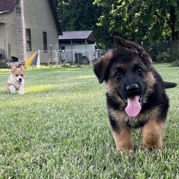 German Shepherd Puppies from Aus Gerstbrei German Shepherds