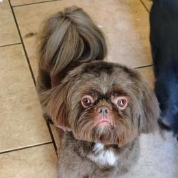 Rocky - Shih Tzu