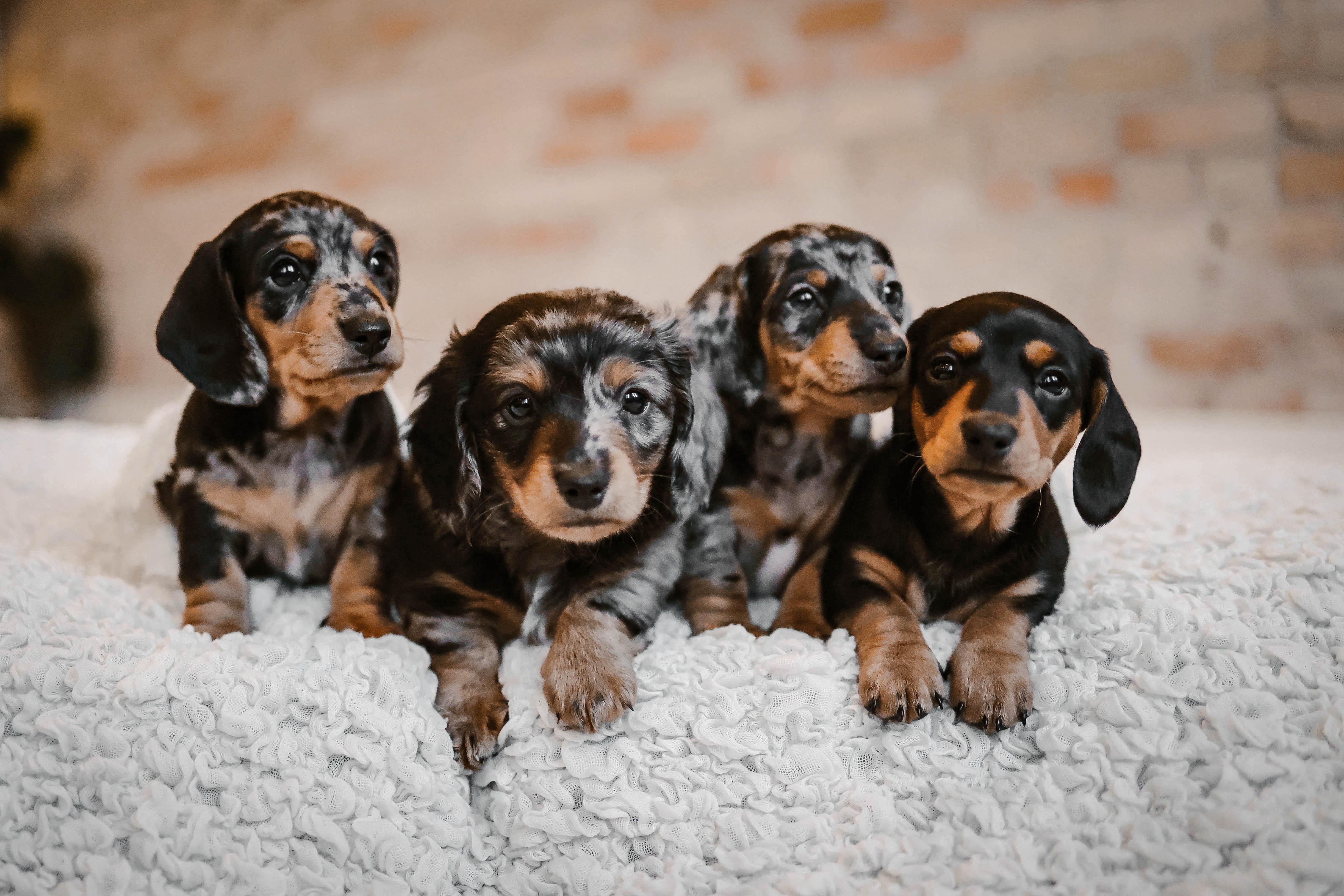 Long Little Dog Ranch in Minnesota | Dachshund puppies | Good Dog