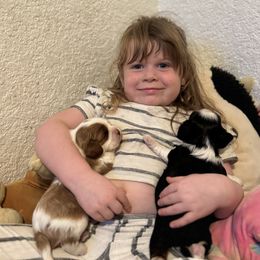 Cavalier King Charles Spaniel Puppies from Sunshine State Cavaliers