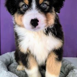 Quinn4Boy5- BTM,LONG,AKC,OFAs,Genetics - Black tri-color male Australian Shepherd puppy in South Hill, Virginia from Silverside Aussies LLC