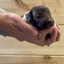 Birch-Maroon Female - Liver roan German Shorthaired Pointer puppy in Payneville, Kentucky from Roan Point Kennel