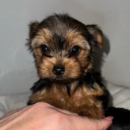Penny CKC - Blue and gold female Yorkshire Terrier puppy in Cape Coral, Florida from Katherine’s Yorkies and Poodles