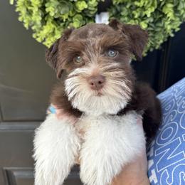 Emmy Lou - Miniature Schnauzer