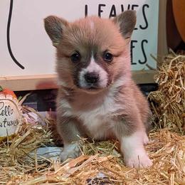 Pembroke Welsh Corgi Puppies from Rose Water Corgis