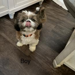 Shih Tzu puppies from Kathy Diego's Shih Tzus