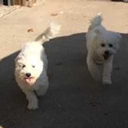 Paula - Bichon Frise