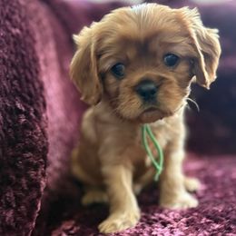 Billy - Ruby male Cavalier King Charles Spaniel puppy in Mystic Islands, New Jersey from Mystic Cavaliers LLC