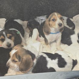 Cuccy - Black white and tan male Beagle puppy in Peculiar, Missouri from At home