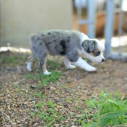 Dixie - Blue merle female Toy Australian Shepherd puppy in Snowflake, Arizona from Halfpint Aussies