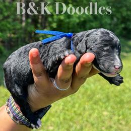 Apollo - Black and white male Bernedoodle puppy in Benton, Arkansas from B&K Doodles, LLC