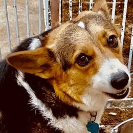Gwen - Pembroke Welsh Corgi