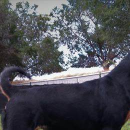 Freya - Rottweiler