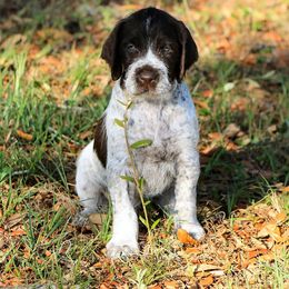 German Wirehaired Pointer Puppies from Reece GWP
