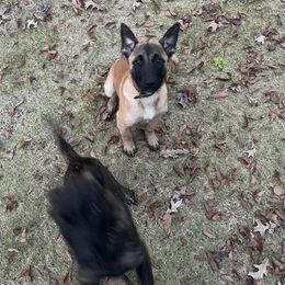 Dutch Shepherd and German Shepherd Puppies from ColesPoliceDogs