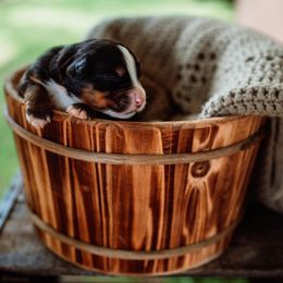 Jessie - Tri-color Bernese Mountain Dog puppy in Inman, South Carolina from Shadow Acres