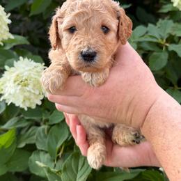 Betsy Ross - Apricot female Poodle puppy in Fairfield, North Carolina from Leaning T Ranch