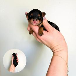 Luna F1b - Black and tan female Cavapoo puppy in Wamego, Kansas from Doodles of Oz