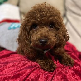 Maui - Poodle