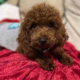 Maui - Poodle
