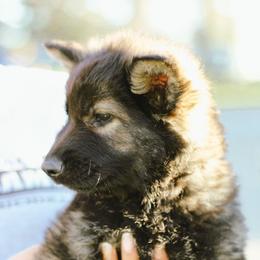 Phoebe (Yellow collar) - Sable female German Shepherd puppy in Mason, Michigan from Sweet Breeze Acres