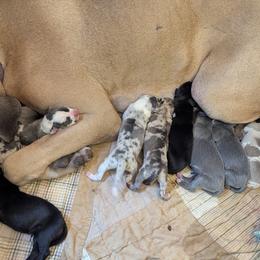 Australian Shepherd and Great Dane Puppies from AEW Farm
