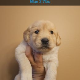 Girl 2 - Golden female Golden Retriever puppy in Hamilton, Mississippi from Keller's Retrievers