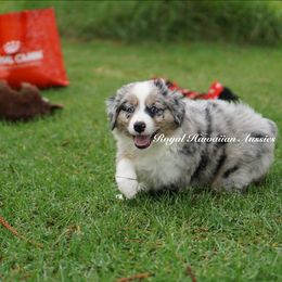 Charlotte - Miniature American Shepherd puppy from Royal Hawaiian Aussies LLC