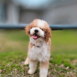 Cherry - Aussiedoodle