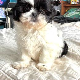 Gia - Black and white female Shih Tzu puppy in Stroudsburg, Pennsylvania from Puppyville Pa Shih Tzu & frenchies