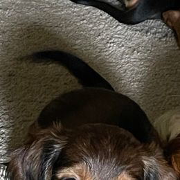 Dachshund Puppies from Cromwell Cogsworth Dachshunds of South West Michigan