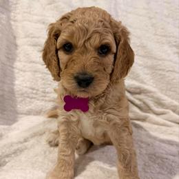Snowball - Cream female Goldendoodle puppy in Howard City, Michigan from Doodles and Chaos