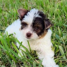 Everest - Parti female Yorkshire Terrier puppy in Parrish, Florida from Gracie‘s Glamour Yorkies