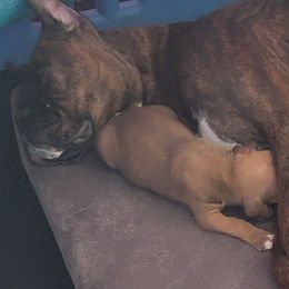 Boxer Puppies from Jewel Ridge