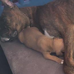 Boxer Puppies from Jewel Ridge