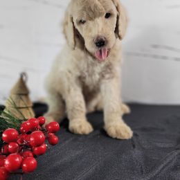 Poodle Puppies from Athena Smiles Standard Poodles