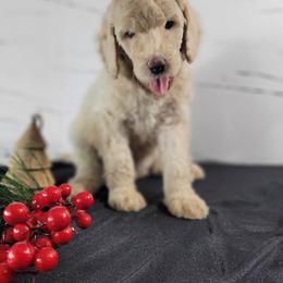 Poodle Puppies from Athena Smiles Standard Poodles