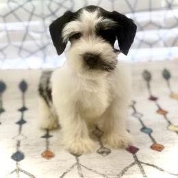 Bruce - Parti male Miniature Schnauzer puppy in Overton, Texas from Beards & Bows Schnauzer Farm
